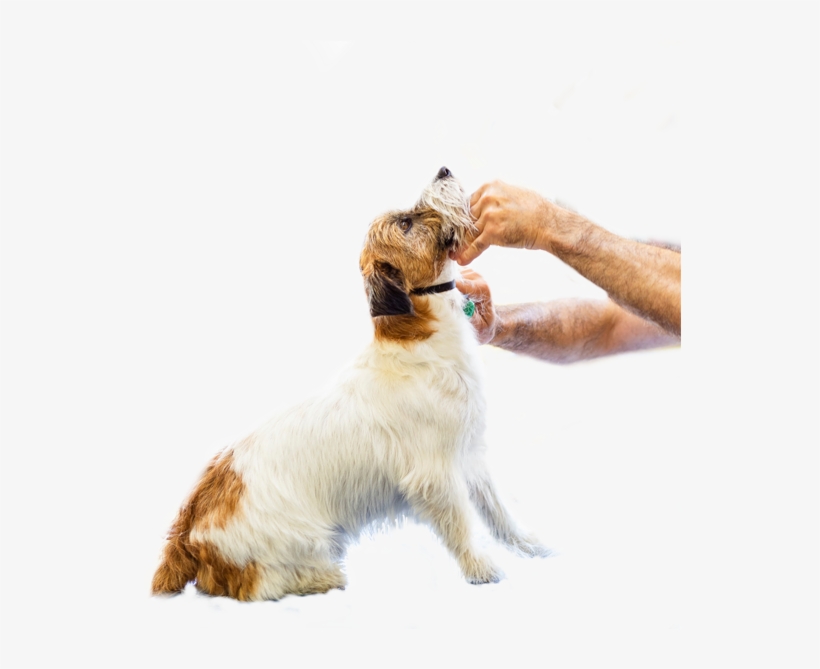 Salone Autorizzato Iv San Bernard Spa - Dog Catches Something, transparent png #6420263