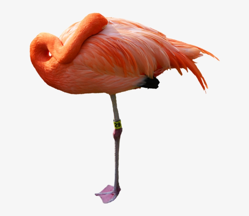 Greater Flamingo, transparent png #6421554