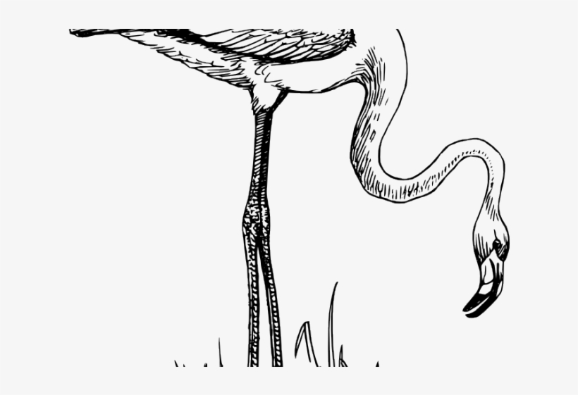 Flamingo Clipart Black And White - Flamingo Bird Black And White, transparent png #6421944
