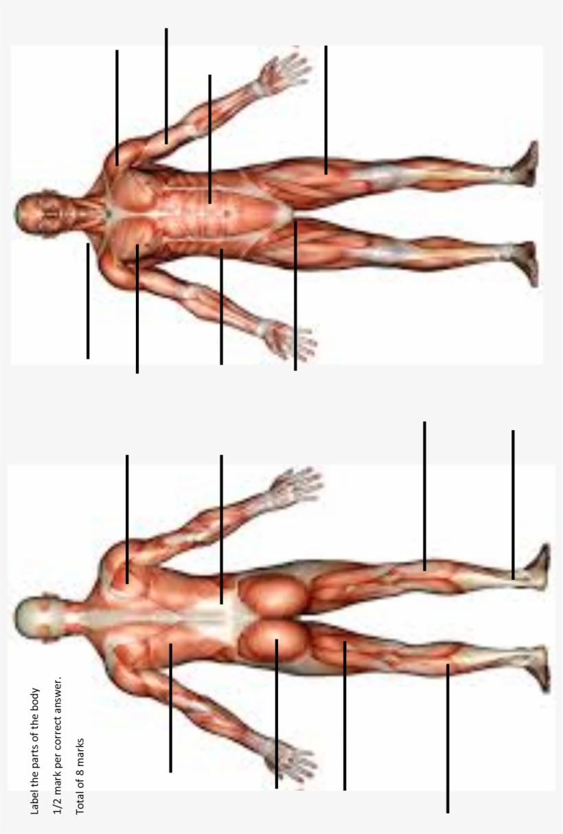 Muscle Origins And Insertions - Art Print: Anatomy Of Male Muscular System, Front View,, transparent png #6426142