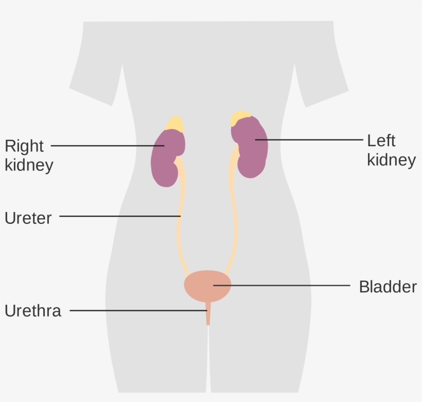 Open - Diagram, transparent png #6426481