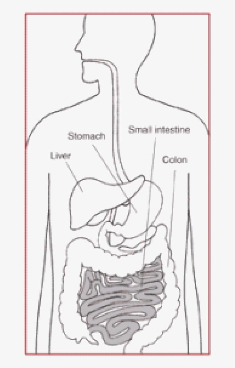 Digestive System, transparent png #6426905