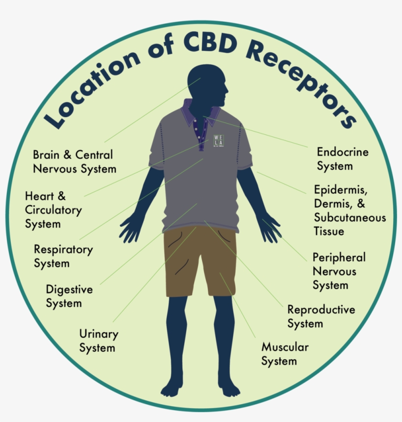 Location Of Cbd Receptors - Cannabinoid Receptor, transparent png #6426912