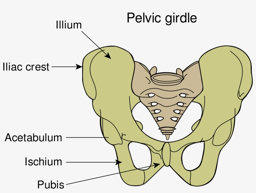 Google Search Musculoskeletal System, Squats, Deep - Gaktikaulis, transparent png #6427176
