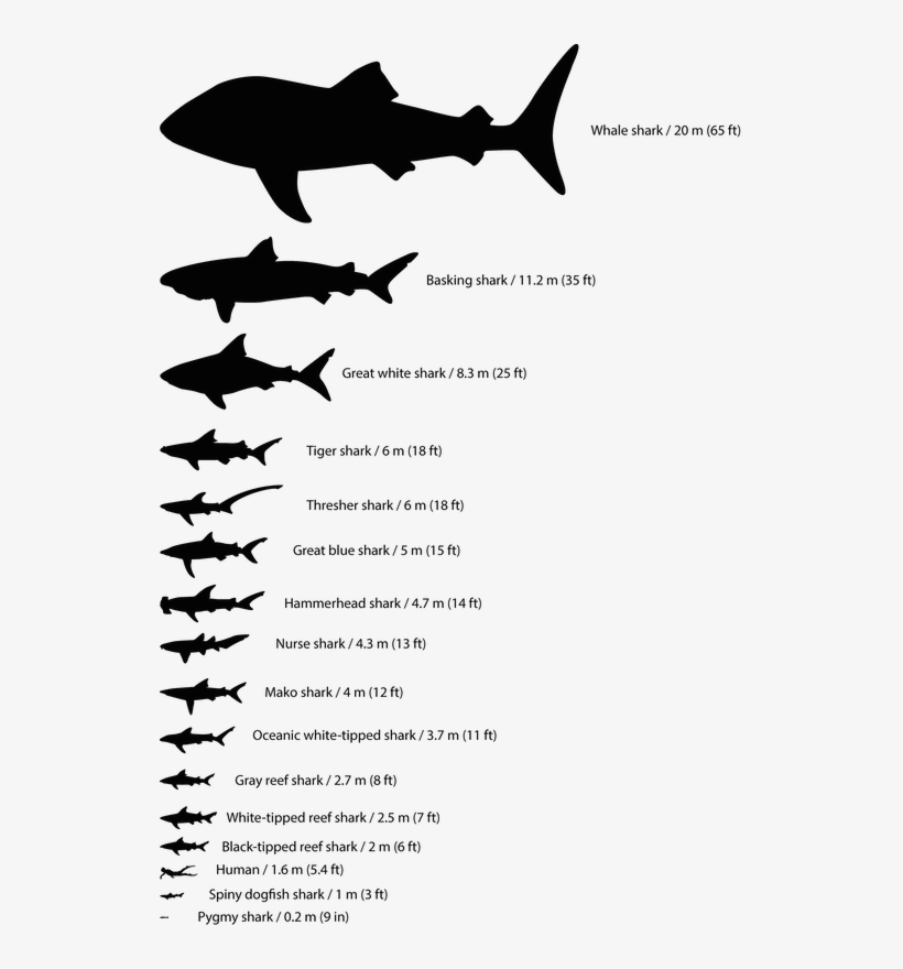 <p><strong>fig - 1 - 13 - </strong> Maximum Sizes - Sharks Name, transparent png #6429202