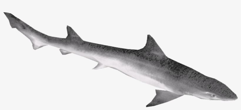 Narrownose Smooth-hound, transparent png #6430998
