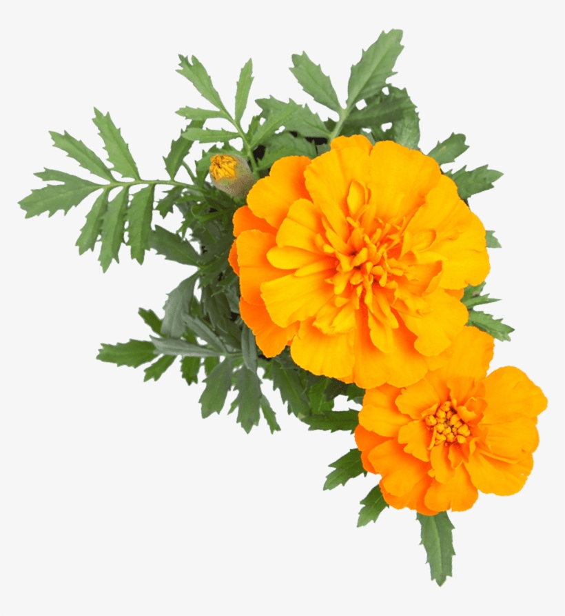 Yahoo Small Business - Email, transparent png #6433206