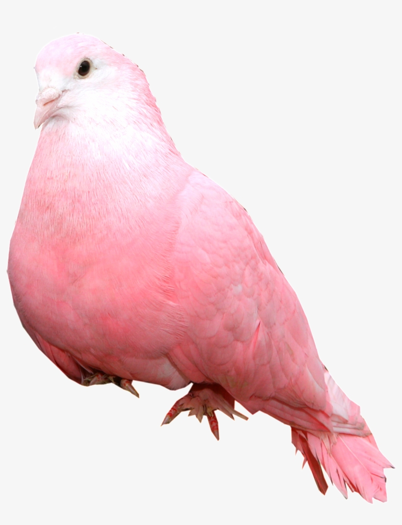 Paloma Estática Alta Definicion Png Estético - Pink Dove Bird, transparent png #6435873