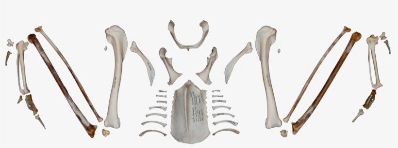 Weapon, transparent png #6437049