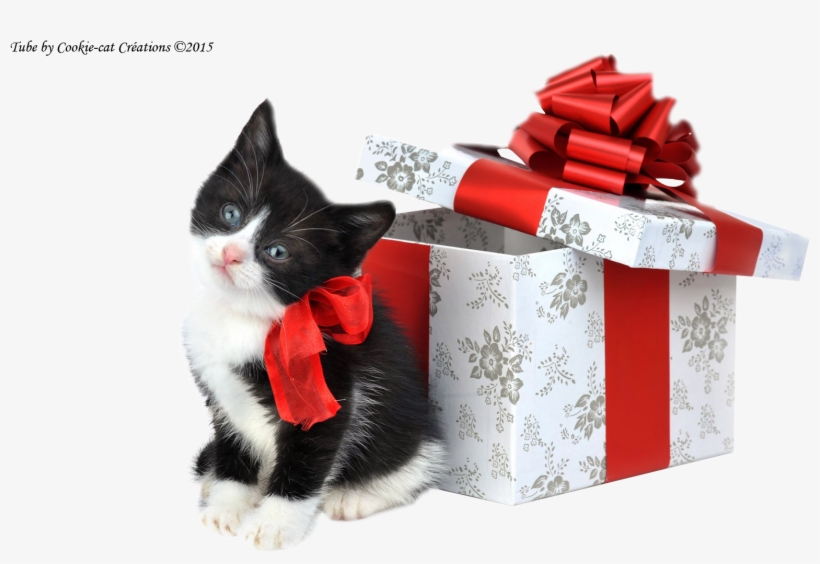 Cookie Cat Créations - Christmas Puppy And Kitten, transparent png #6440070