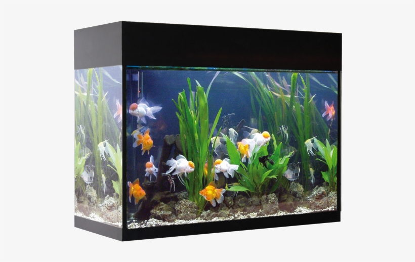 Kit Aqualux 45l Filtro Interior Negro - Acuarios De 50 Litros, transparent png #6442275