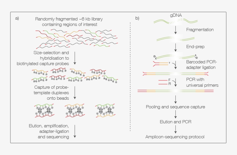 Incorporating Sequence Capture Into Library Preparation - Number, transparent png #6442562