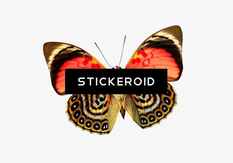 Butterfly Insects - Photograph Photograph Photograph Tile Coaster, transparent png #6446254