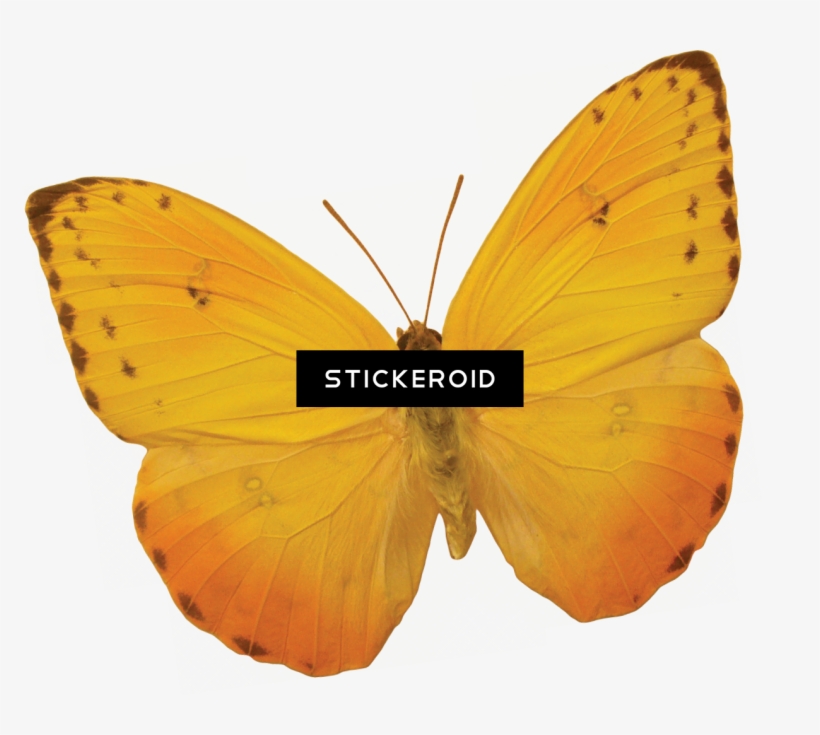Butterfly Insects - Gerahmtes Poster Briella-serie 28, Grafikdruck East, transparent png #6446492