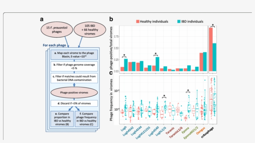 Prausnitzii Phages In Healthy Versus Ibd-diseased Individuals - Diagram, transparent png #6447045