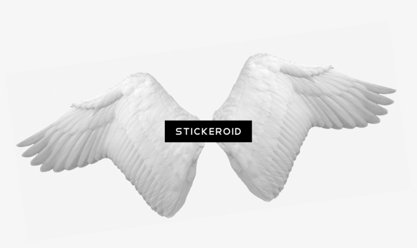 White Angel Wings, transparent png #6447166