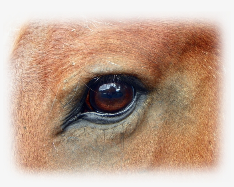 Horse-eye - Horse Eyes, transparent png #6447167