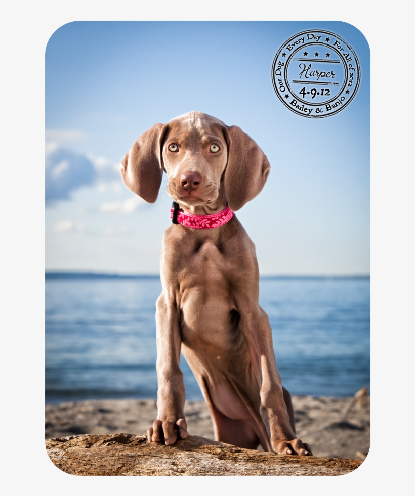 Western Washington Pet Photographer Julie Clegg Photographs - Vizsla, transparent png #6448453