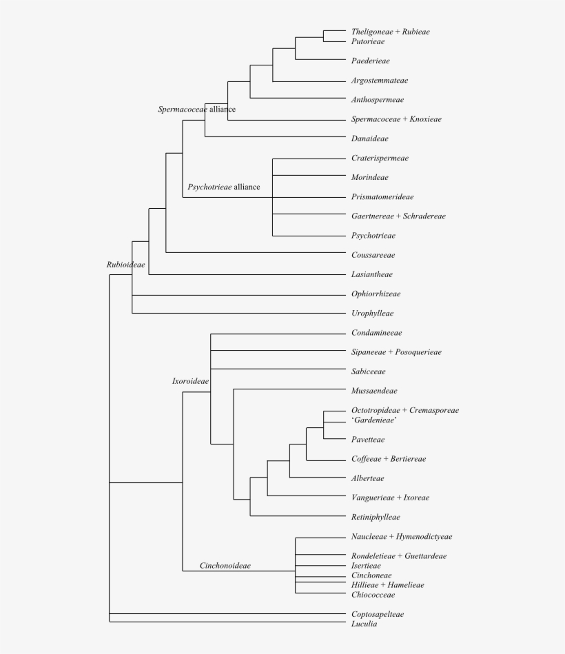 Cladogram Of Rubiaceae Based On Dna Sequence Data (bremer - Amino Acid, transparent png #6448590
