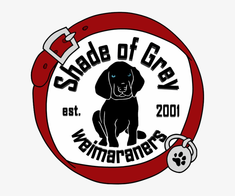 2018 Shade Of Grey Weimaraners - Testing, transparent png #6448769