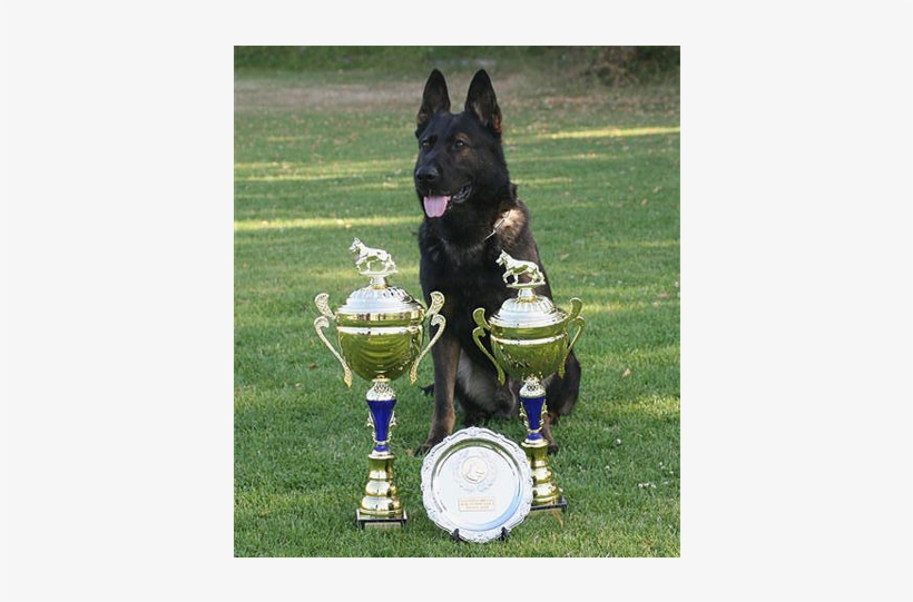 Schipperke, transparent png #6448901