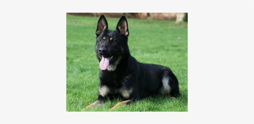 Old German Shepherd Dog, transparent png #6449053