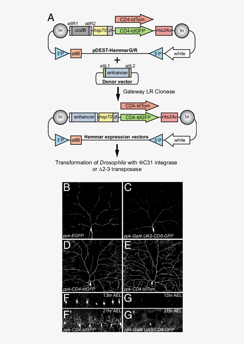 The Hemmar Vectors For Making Enhancer-driven Membrane, transparent png #6455204