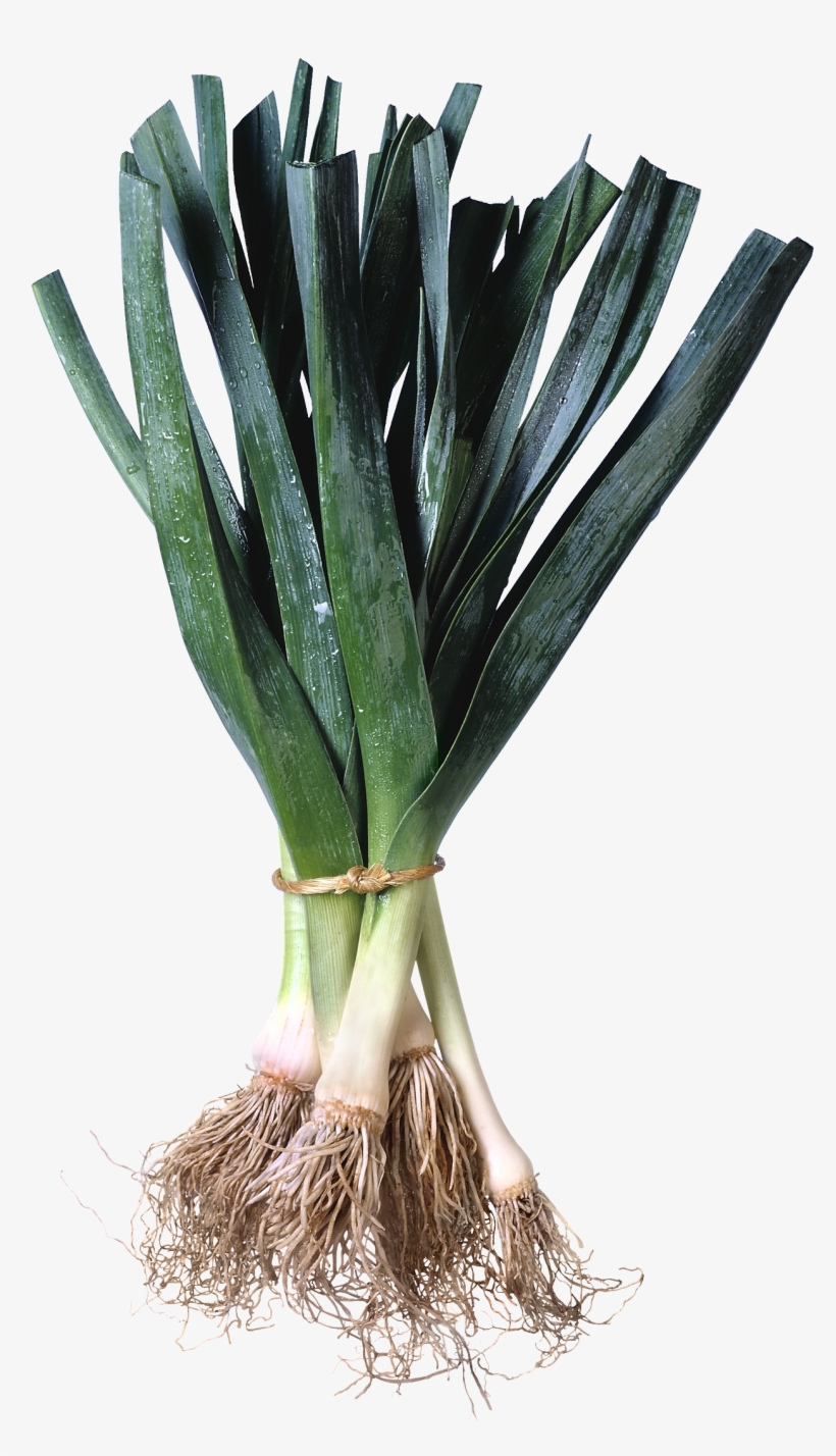 Leek Png - Leeks Grocery Signs (3-track Fresh Look, transparent png #6455670