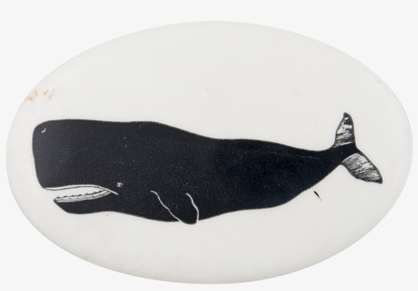 Sperm Whale, transparent png #6461300