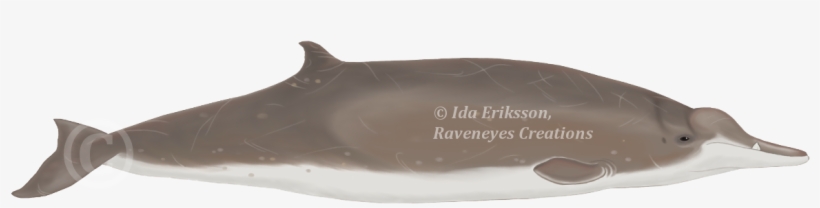 Baleia De Bico De Sowerby, transparent png #6461617