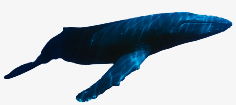 A Guide To Swimming With Whale Sharks In Mexico - Whale Swimming Png, transparent png #6461798