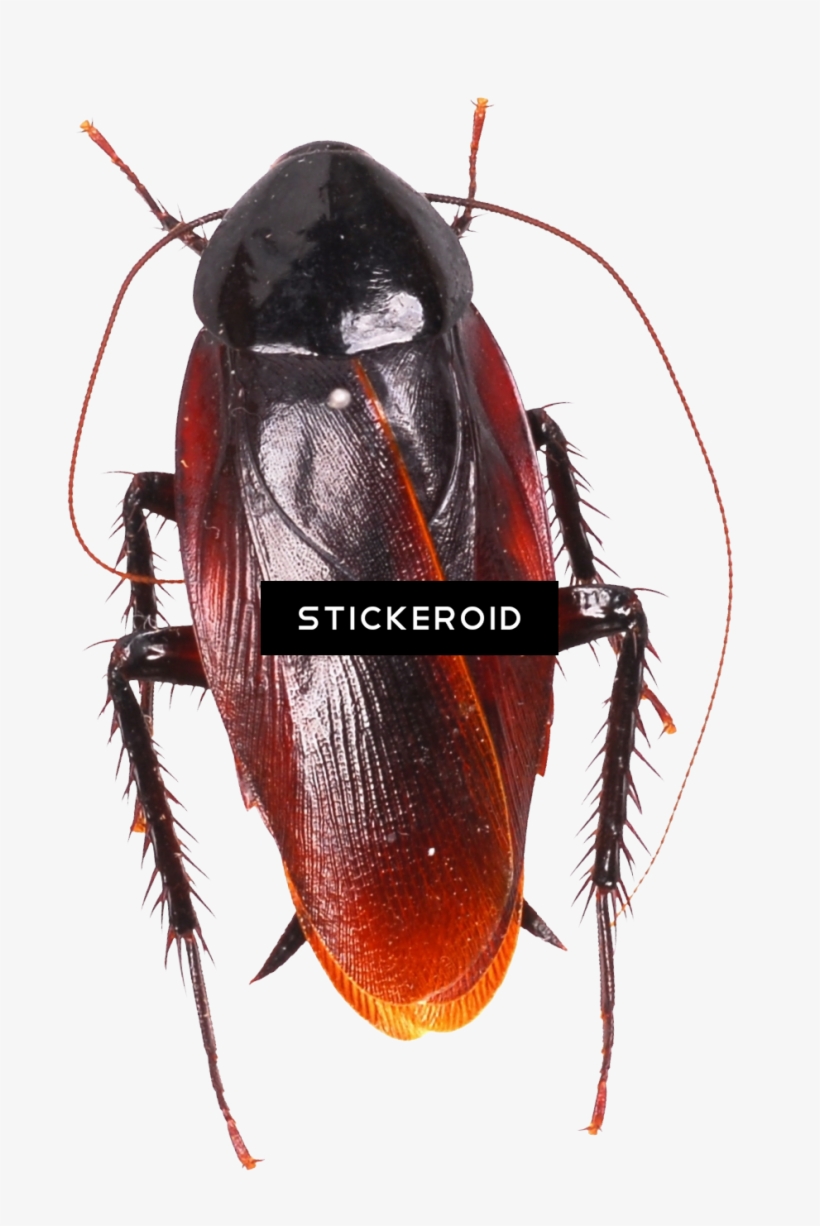 Roach - Cockroach Moving Animation, transparent png #6463550