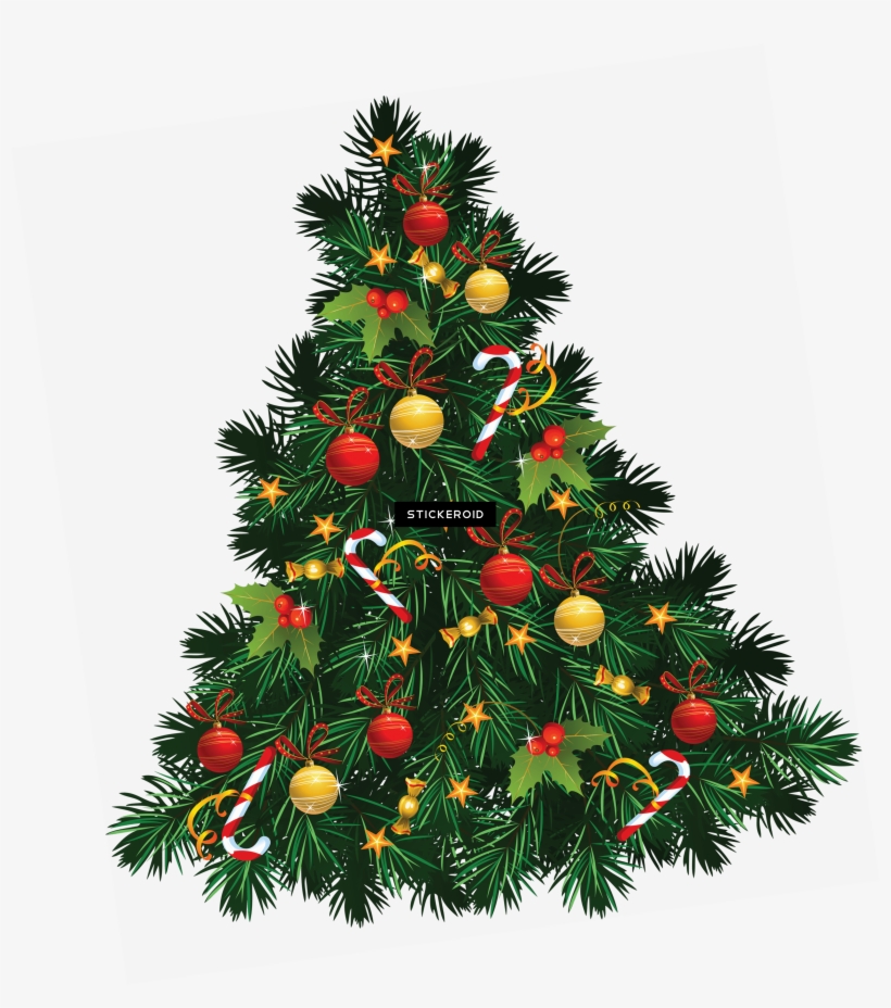 Fir Tree Christmas - Christmas Tree Hd Png, transparent png #6463552