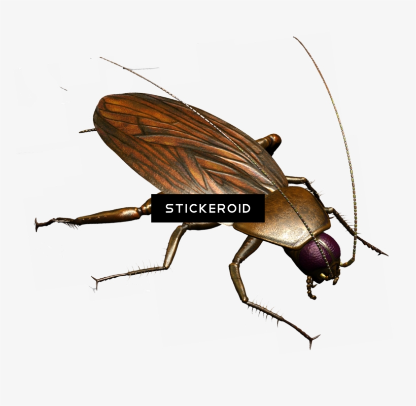 Roach - Firefly, transparent png #6463682