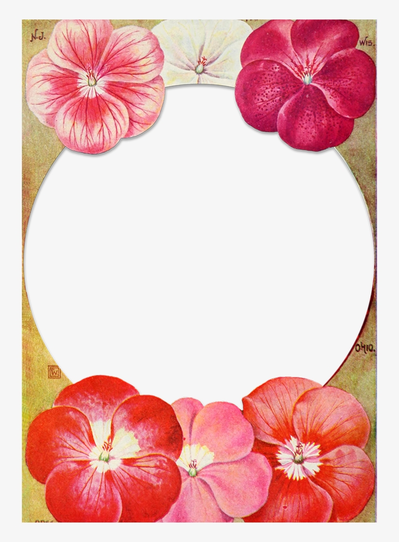Wings Of Whimsy - Anthurium, transparent png #6466256