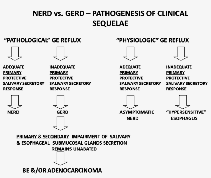 Despite Pathological Gastroesophageal Reflux, Patients - Gerd Vs Nerd, transparent png #6467532