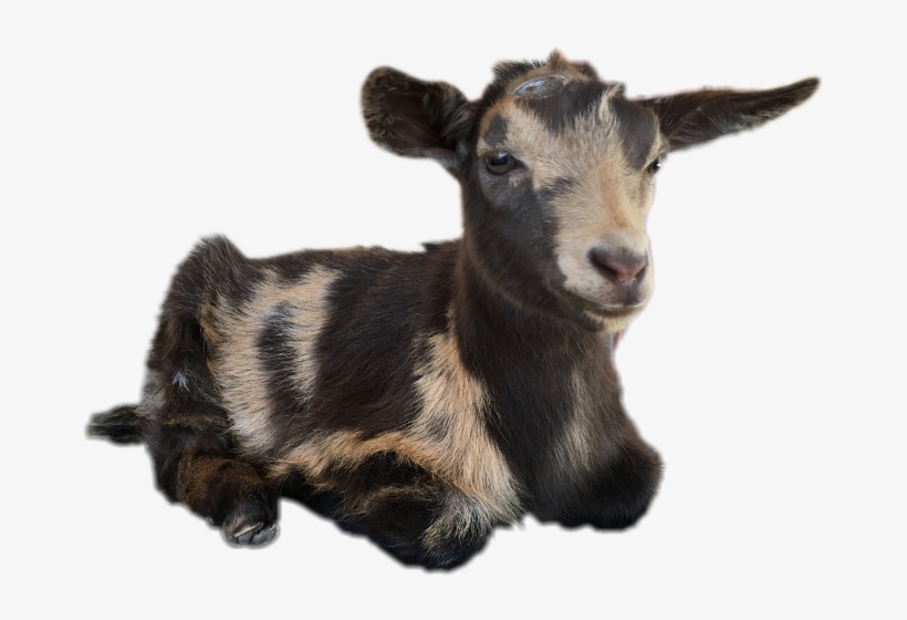 Goat, transparent png #6473456