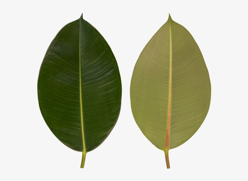 Black Cherry, transparent png #6476369