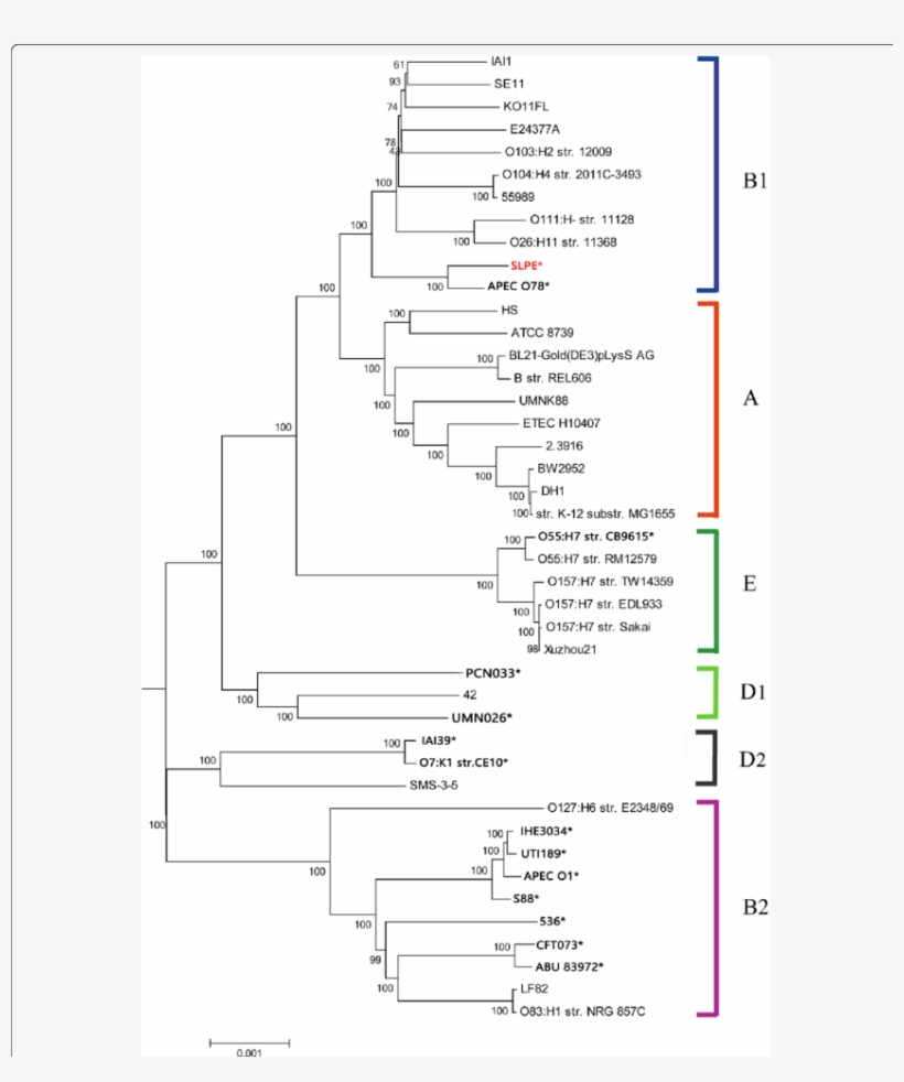 Phylogenomic Tree Of The 43 E - Diagram, transparent png #6480146