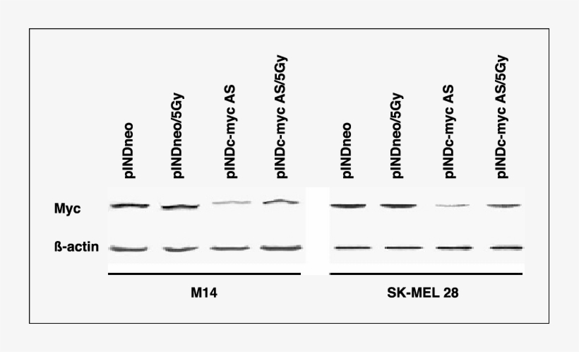 Levels Of Myc Protein In Both M14 And Sk Mel28 Pindneo, - Parallel, transparent png #6482554