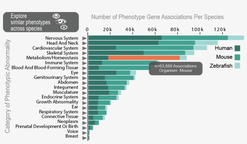 Explore Phenotypes - Brain Development Across Species, transparent png #6484544
