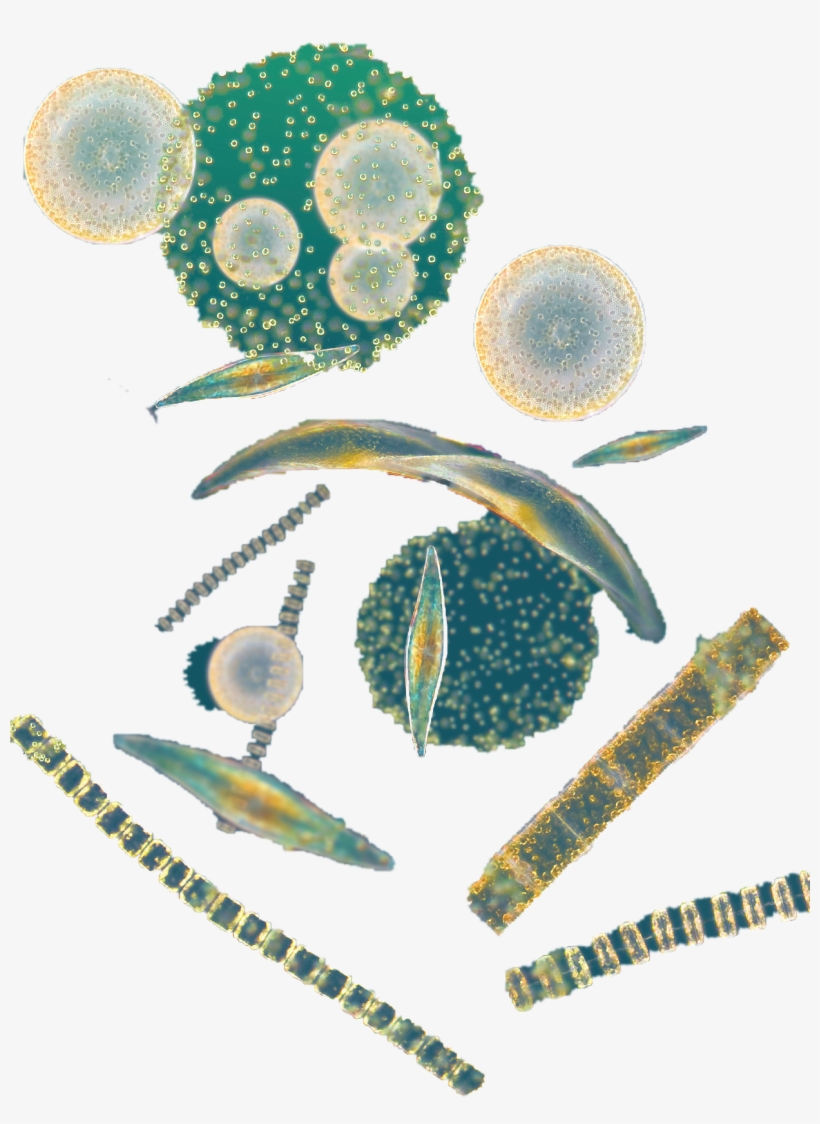 Phytoplankton, transparent png #6484822