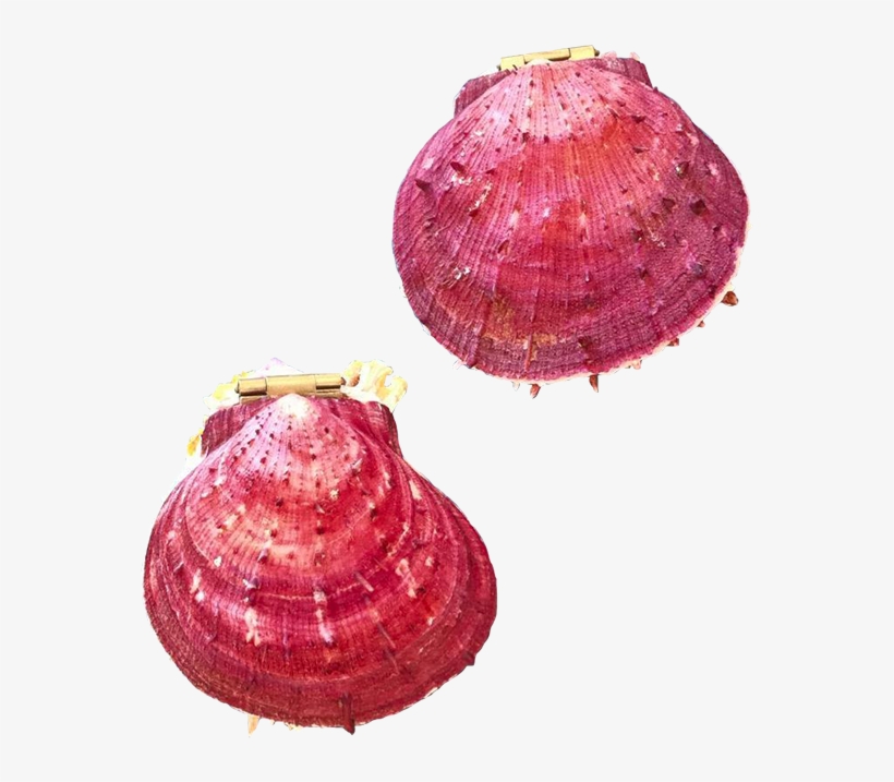 Picture Of { Seashell Jewelry Box] - Shell Jewelry, transparent png #6485203