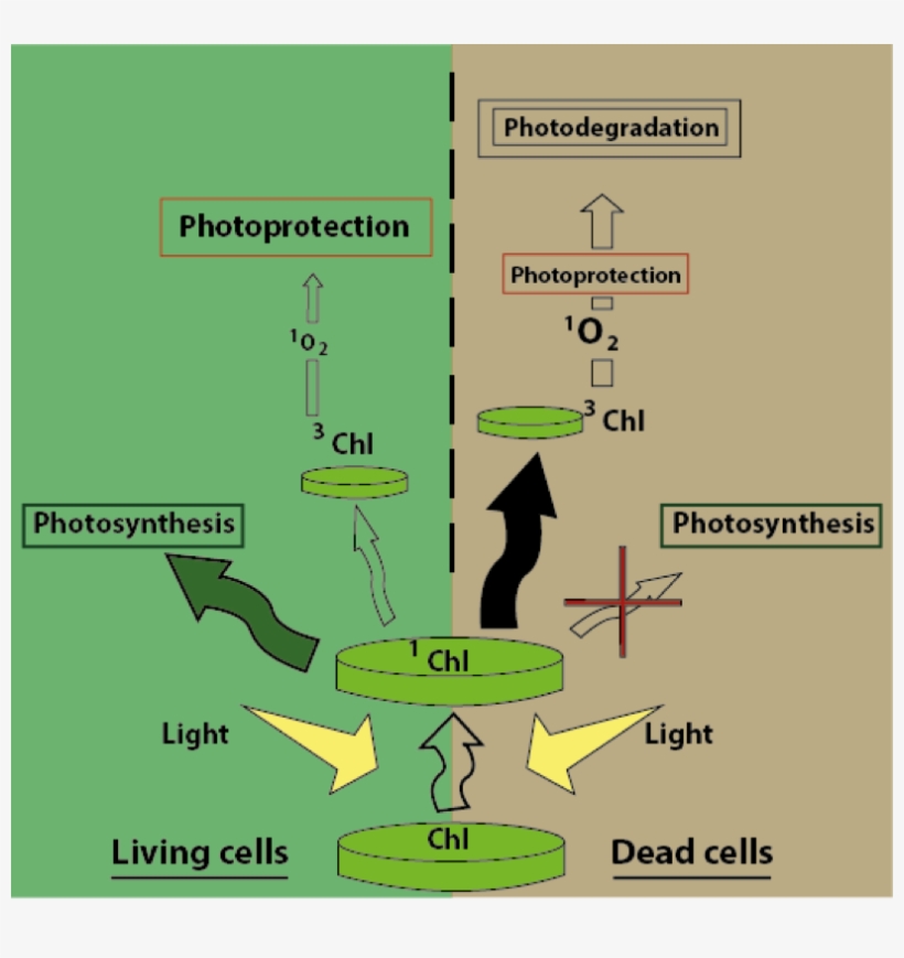 Process Of Photodegradation In Living And Dead (right) - Photodegradation Process, transparent png #6485958