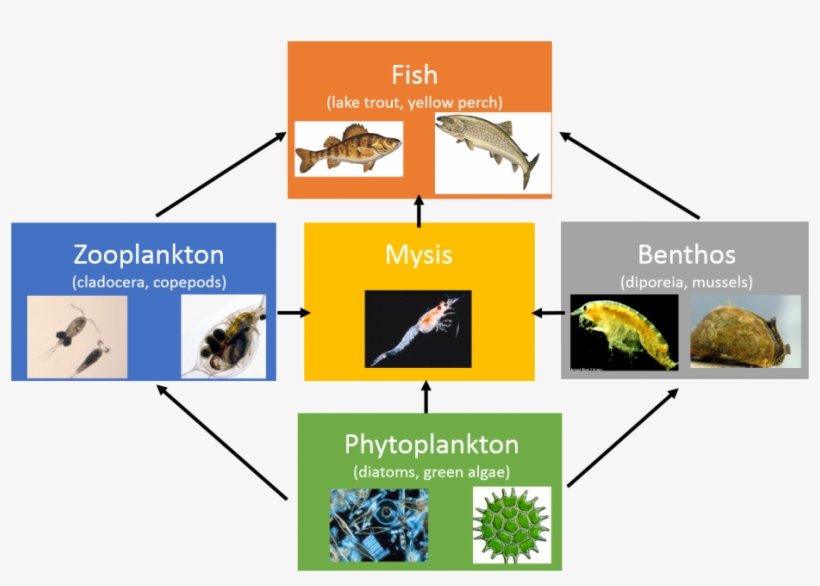 Great Lakes Lower Food Web, transparent png #6486152