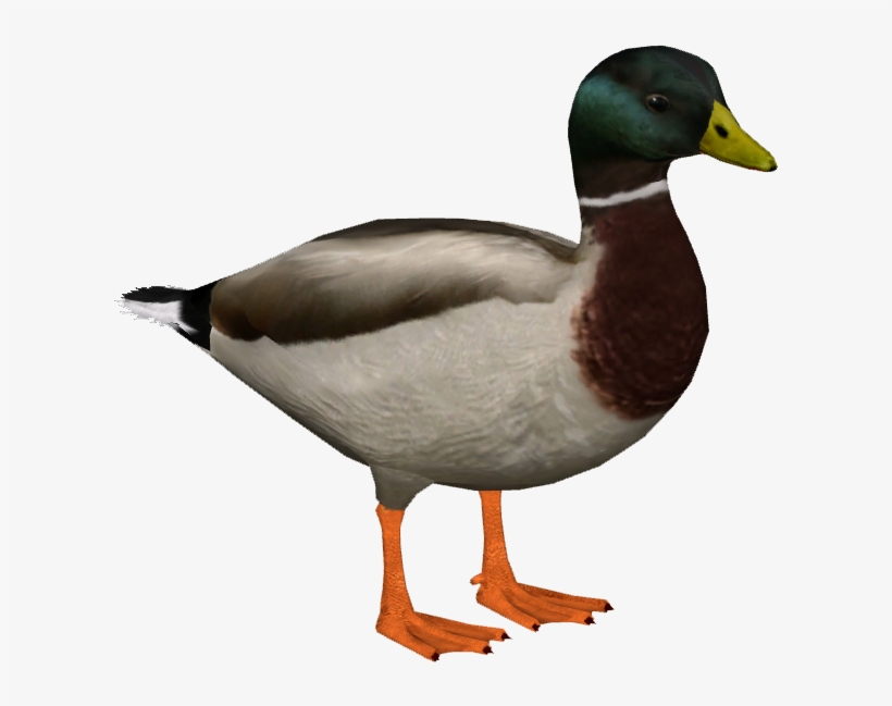 Mallard M, transparent png #6486855