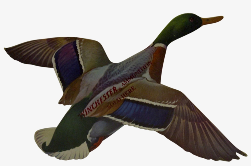 Vintage Duck Advertising Sign - Mallard, transparent png #6486992