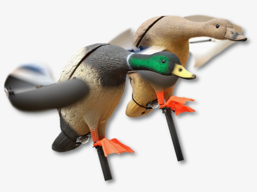 Image Of The Lucky Duck Mallard - Lucky Duck Lucky Junior Duck Combo - 2 Pack, transparent png #6487038