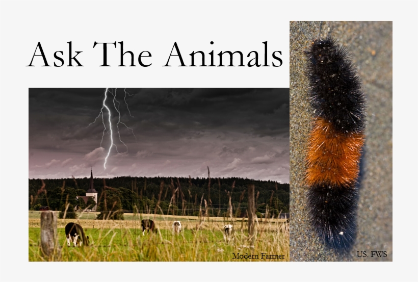 Effects Of The Rain, And When It Will Rain Next, We - Wellman Center For Photomedicine, transparent png #6487591