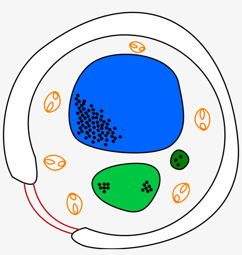 Open - Yeast Cell Diagram, transparent png #6491812